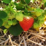 straw patch