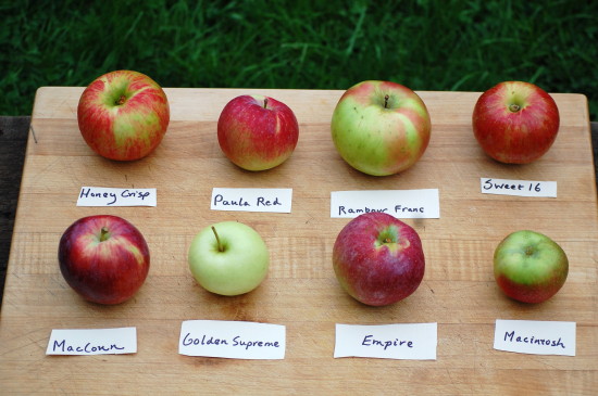 Taste Test - Apples to Apples - Honeycrisp or SweeTango? • Salt