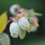 DSC_6115_1