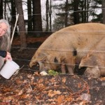 Susie fed the pigs_1_01