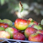 apple leaf rack