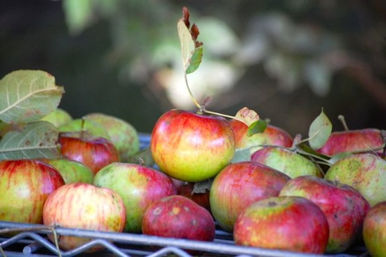 apple leaf rack