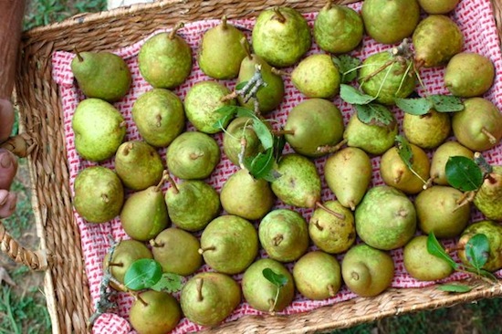 pears 1
