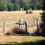 corn blog 1