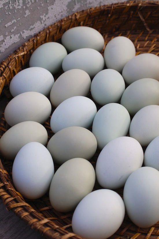blueish eggs