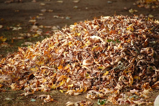 leaf-pile.jpg