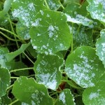 nasturtium leaves