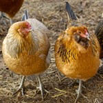 two hens arac