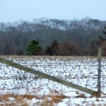 corn field