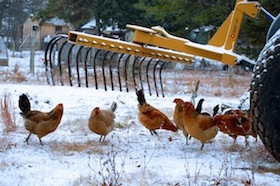 chickens tractor 1