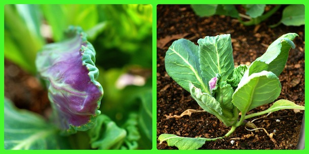 cabbage pic collage 1