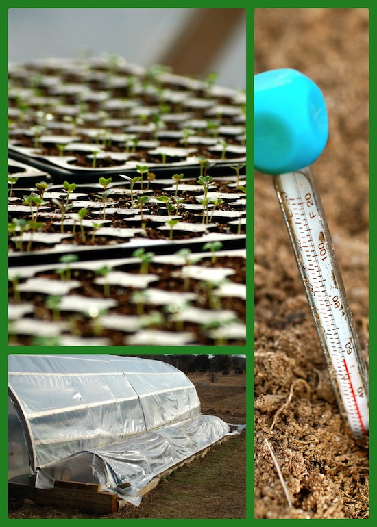 seedling blog 3