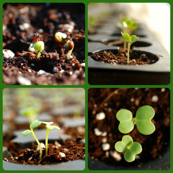 Featured image of post How to Make Baby Bok Choy Seedlings