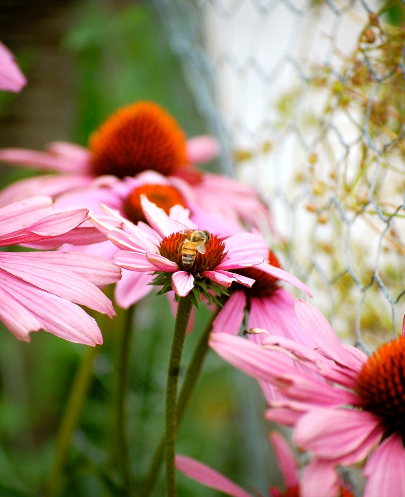 flowers coneflower honeybee