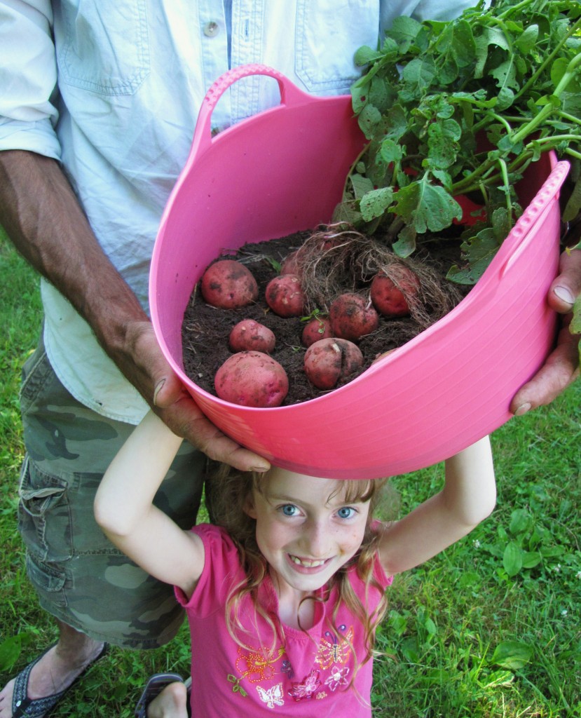 potatoes, red gold harvest L & R