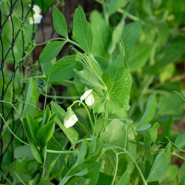 Libby's Sweet Peas, Appealingly Tender & Succulent