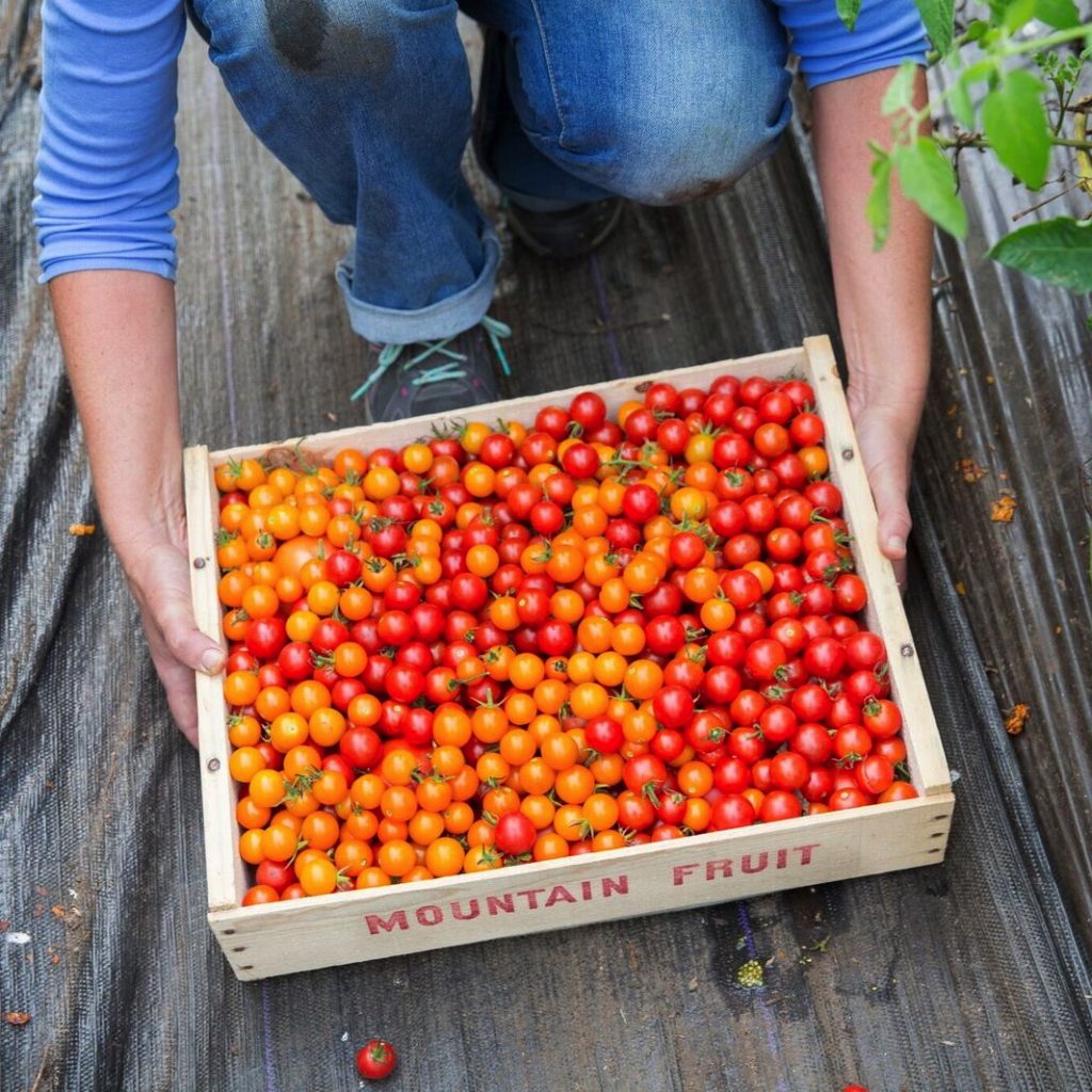 Tomatoes