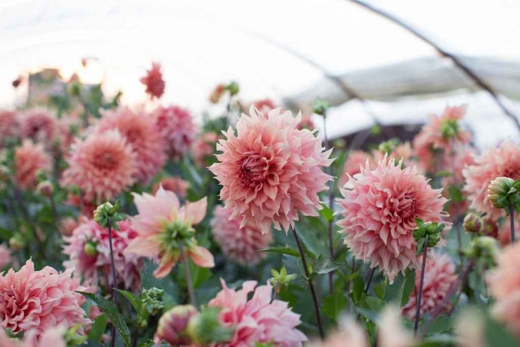 Move Over Zinnias and Cosmos, Here Come Dahlias