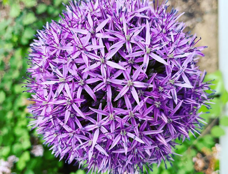 Northwest Washington Gardeners Battle Flower Thief - The New York Times